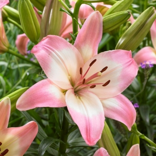 Levi Asiatic lily