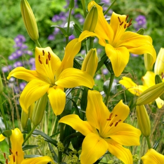 Yellow County Asiatic Lily - stort paket! - 10 st