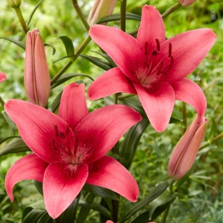 Pink County Asiatic lily - velké balení! - 10 ks.