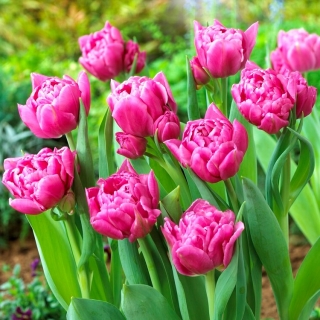 Dior tulip - 5 pcs