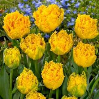 Mon Amour tulipan - 5 stk