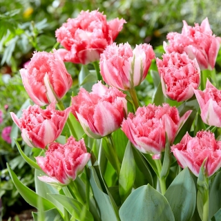 Crispion Sweet tulip - XXXL iepakojumā 250 gab.