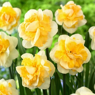 Progress daffodil - XXL pack 150 pcs