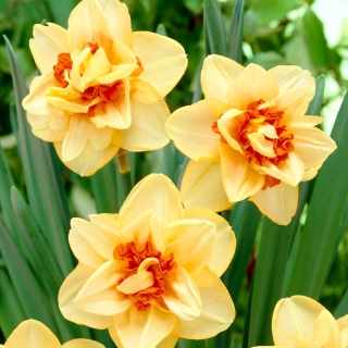 Innovator daffodil - XXL pack 150 pcs