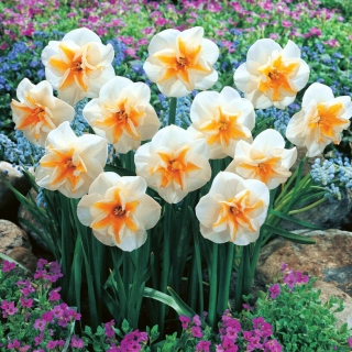 Delta daffodil - XXXL pack  250 pcs
