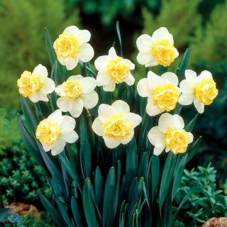 Narcis vlnitý - XL balení - 50 ks.