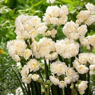 Erlicheer daffodil - 5 pcs