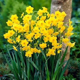 Narciso Grand Soleil d'Or - 5 uds.