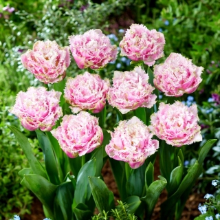 Tulipe de Perth - 5 pieces