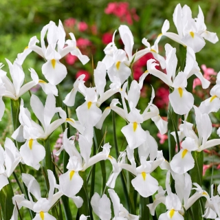 Iris hollandais d'Alaska - 10 pcs