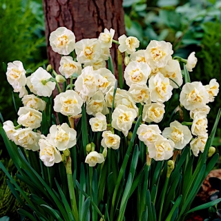 Narcis Bridal Crown - Daffodil Bridal Crown - XXXL paket 250 kos