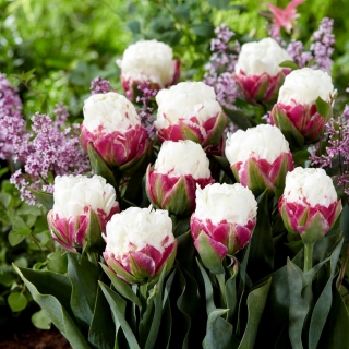 Tulip Ice Cream - sjeldne, pionformede blomster - XXXL pakke 250 stk
