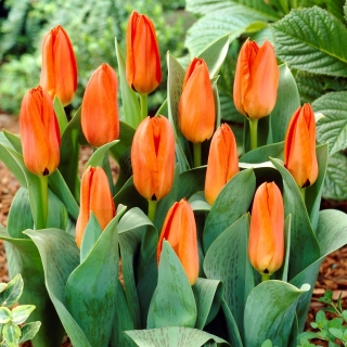 Niedrig wachsende orangefarbene Tulpe - Greigii orange - XXXL-Packung 250 Stk - 