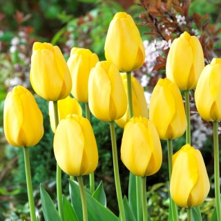 Tulpių auksinis paradas - XXXL pakuotė 250 vnt.