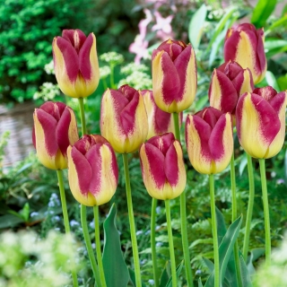 Tulipano Boston - XXXL conf. 250 pz