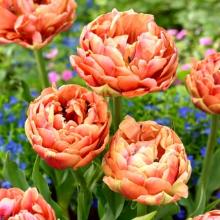 Tulipa 'Copper Image' - pacote XXXL 250 unid.