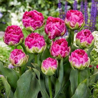 Wicked en tulipe rose - 5 pcs