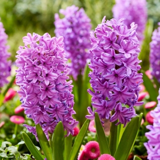 Purple Voice hyacint - 3 st