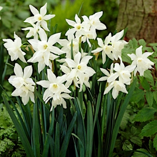 Narcissus Thalia - Daffodil Thalia - XXXL pack  250 pcs