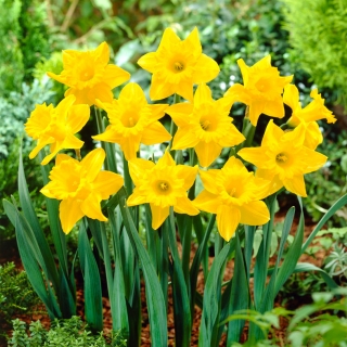 Narcissus Unsurpassable - Påskelilje Uovertruffen - XXXL pakke 250 stk
