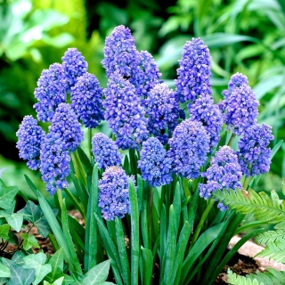 Muscari Blue Spike - Grape Hyacinth Blue Spike - XXXL pakkaus - 500 kpl