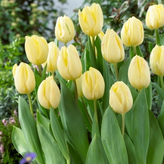 Bandiera Tulipa Creme - Bandiera Tulipa Creme - Confezione XXXL 250 pz