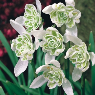 Galanthus nivalis flore pleno - Bucaneve flore pleno - Confezione XXL 150 pz