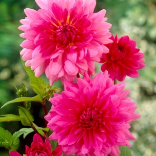 Růžová jiřina - Dahlia Pink - XL balení - 50 ks.