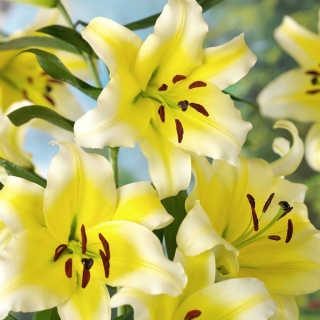 Tree lily - Conca D'or