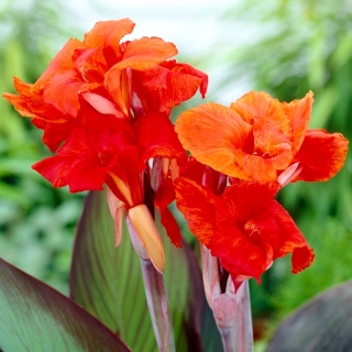Canna lilie - Red King Humbert