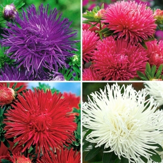 Neula-terälehti-asteri - sarja neljästä kukkivasta kasvilajikkeesta - 