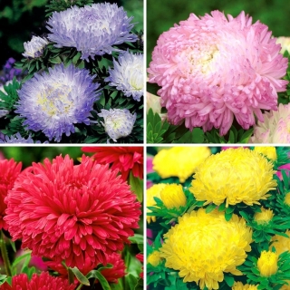 Aster s božurovim cvjetovima - set od četiri vrste cvjetnica - 