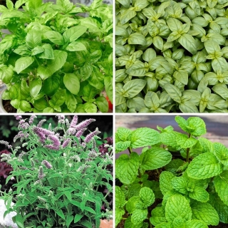 Basil + Mint - selection of four herb varieties