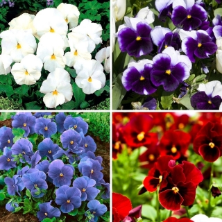 Amor-perfeito de flor grande - conjunto de quatro variedades de plantas com flores - 