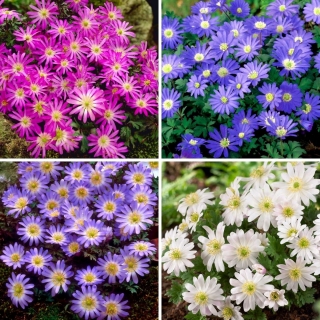 Balkan anemone - selection of four flowering plant varieties - 32 pcs