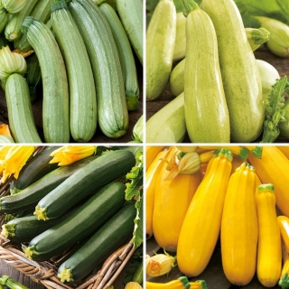 Squash/zucchini - frø av fire varianter - 
