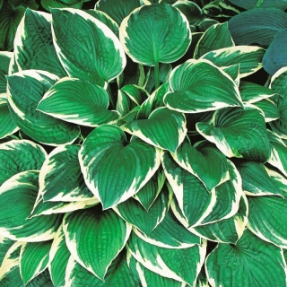 Hosta, Plantain Lily Fortunei Francee - XL pack - 50 pcs