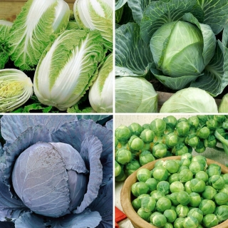 Cabbage - seeds of four varieties