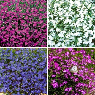 Lobelia - conjunto de quatro variedades de plantas com flores - 