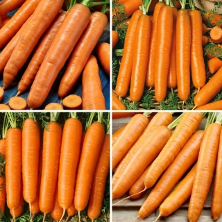 Zanahoria - selección de cuatro variedades - 