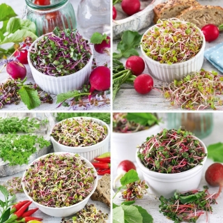 Sprouting seeds - radish - selection of four varieties