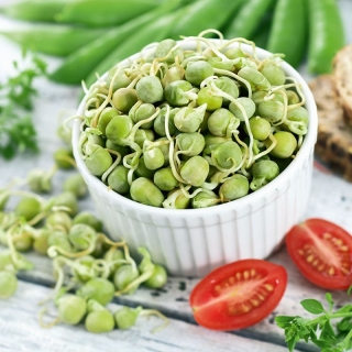 Sprouting seeds - Pea - 500 g