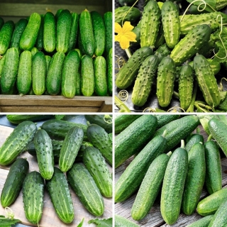 Komkommer - zaden van vier variëteiten - 
