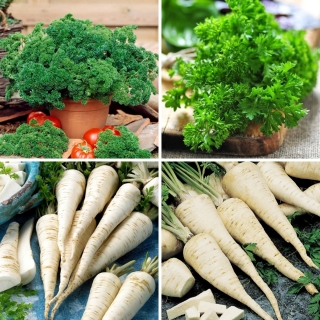Parsley + root parsley - selection of four varieties