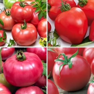 Tomato - seeds of four varieties