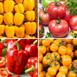 Tomato and pepper - seeds of four varieties