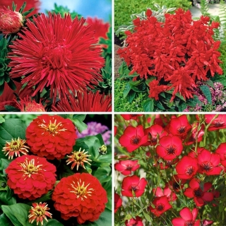 Ensfargede planter - utvalg av fire rødblomstrende plantesorter - 