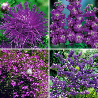 Yksiväriset kasvit - valikoima neljästä violetista kukkivasta kasvilajikkeesta - 