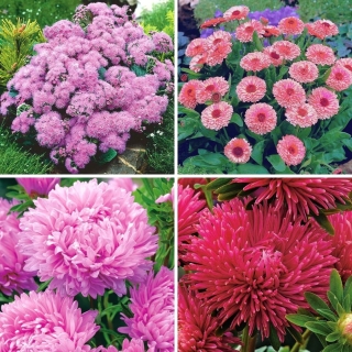 Enfärgade växter - urval av fyra rosa blommande växtsorter - 