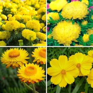 Eenkleurige planten - selectie van vier geelbloeiende plantensoorten - 